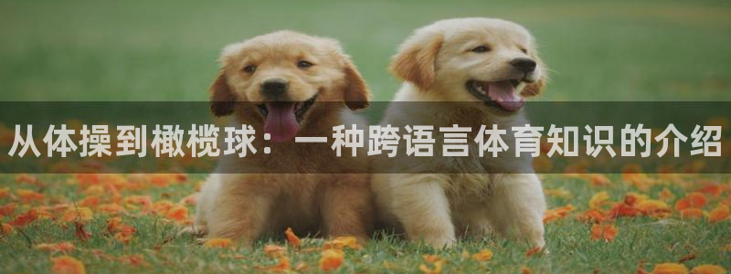 米兰体育官方正版app新能源：从体操到橄榄球：一种跨语言体育