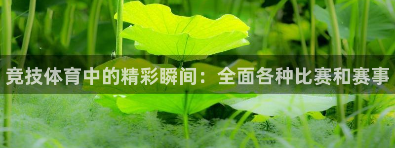 米兰体育能赚钱吗：竞技体育中的精彩瞬